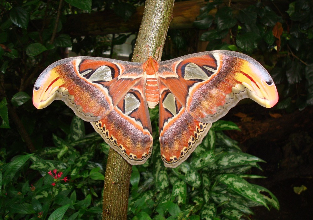 papiliorama suisse